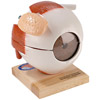 Giant Five-Part Eyeball Model