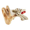 Three-Part Ear Model