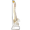 Human Premier Flexible Spinal Cord Model Set