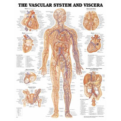 Chart of Circulatory System - Lafayette Instrument Europe
