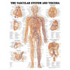 Chart of Circulatory System