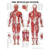 Chart of Muscular System