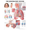 Chart of Respiratory System