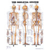 Chart of Skeletal System