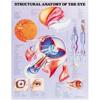Chart of Eye Anatomy