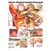Chart of Ear Anatomy