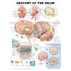 Chart of Brain Anatomy