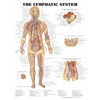 Chart of Lymphatic System