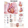 Chart of the Heart