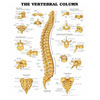 Chart of Vertebral Column