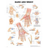 Chart of Hand and Wrist