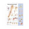 Chart of Shoulder and Elbow