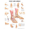Chart of Foot and Ankle