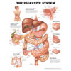 Chart of Digestive System