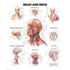 Chart of Head and Neck