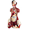 Black Teaching Torso Model