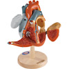 Internal / External Heart Model