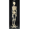 Articulated Human Skeleton