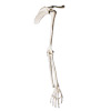 Arm Skeleton with Shoulder Girdle and Hand Model