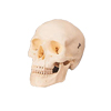 Adult Human Skull Model