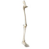 Leg Skeleton with Hip, Ankle, and Foot Model